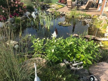 A Fish Pond With Many Plants | A-Z Landscaping