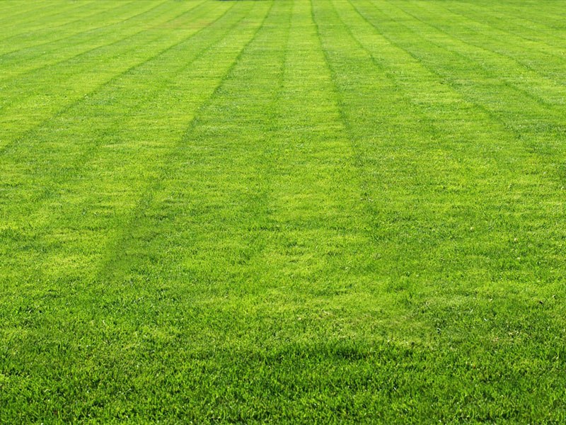 Stripped Lawn