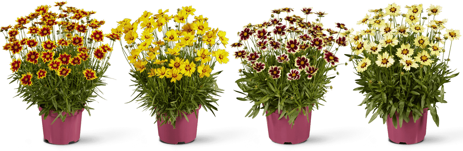 cm-garden-flowers-img