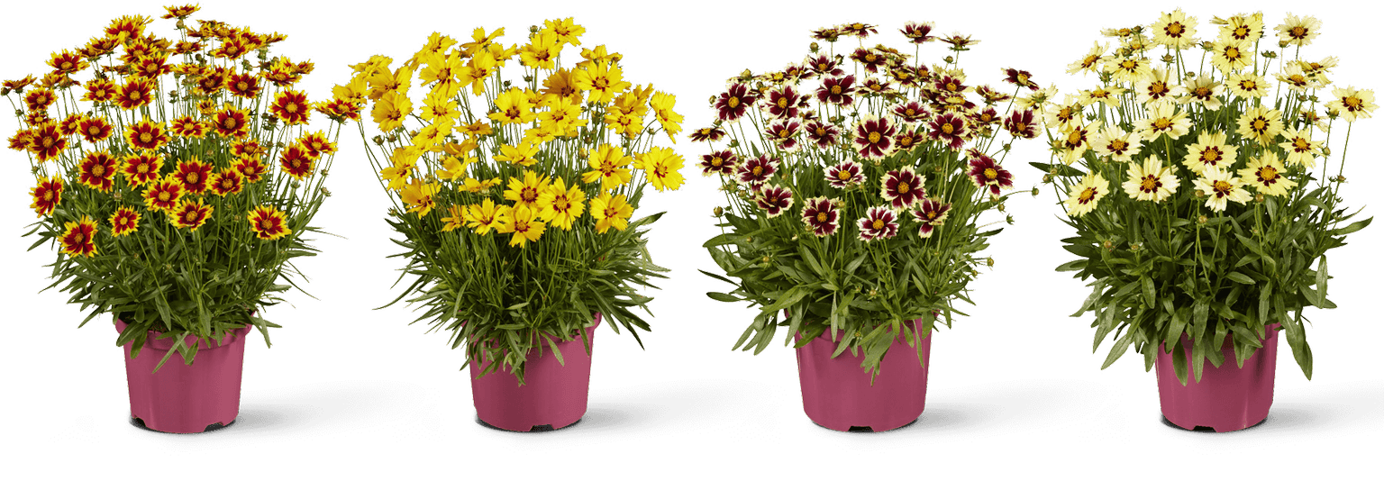 csk-add-one-to-your-garden-img