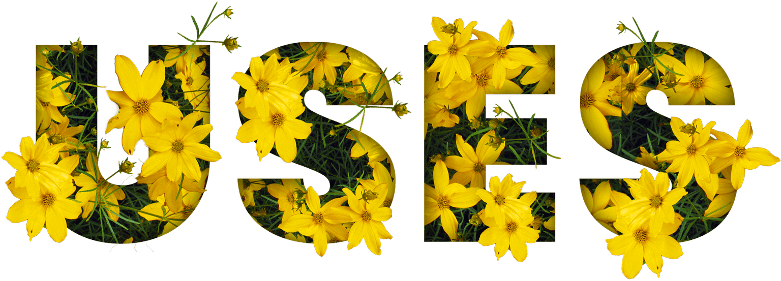 csk-uses-img