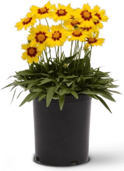 csk-uses-side-img-1
