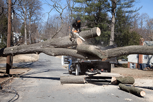 Removing Trees Tree Service A-Z Landscaping Ridgefield CT
