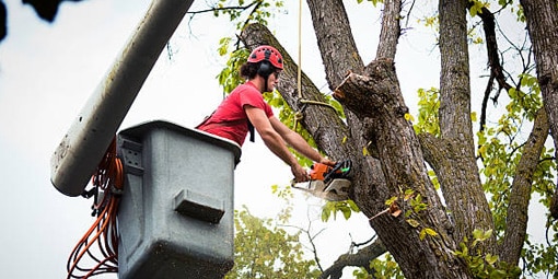 tree services img Tree Service A-Z Landscaping Ridgefield CT