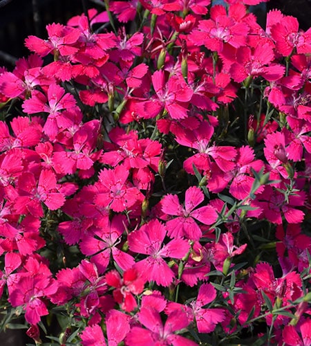 Dianthus 1 A-Z Landscaping Ridgefield CT