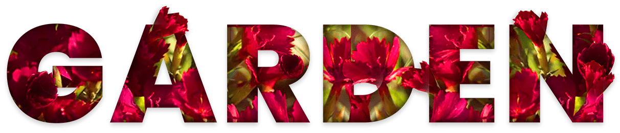 Dianthus Zing Rose garden min A-Z Landscaping Ridgefield CT