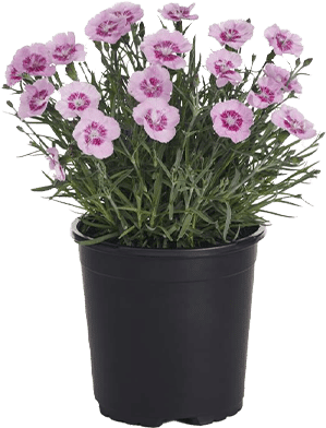 Dianthus Zing Rose process min A-Z Landscaping Ridgefield CT