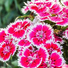 Dianthus chinensis A-Z Landscaping Ridgefield CT