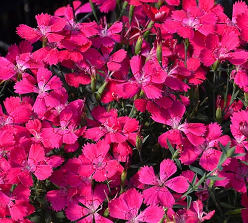 Dianthus how to A-Z Landscaping Ridgefield CT