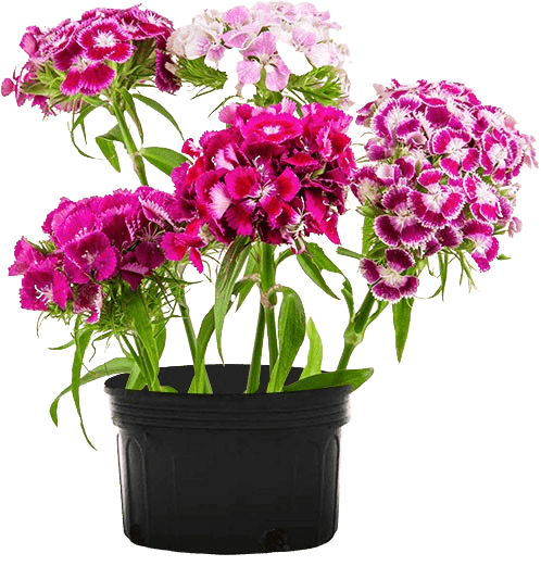 Dianthus in pot removebg min A-Z Landscaping Ridgefield CT