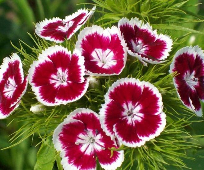 Dianthus main img A-Z Landscaping Ridgefield CT