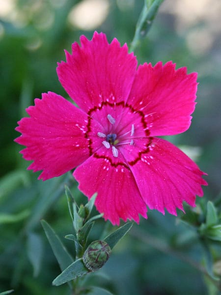 Dianthus symbol A-Z Landscaping Ridgefield CT