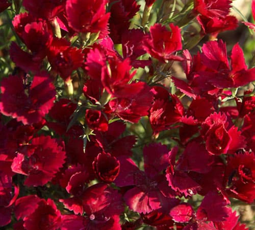 Dianthus when to A-Z Landscaping Ridgefield CT