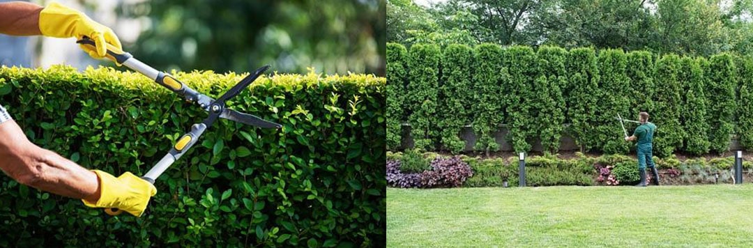 What is Pruning Importance and Benefits of Pruning image 2 Pruning A-Z Landscaping Ridgefield CT