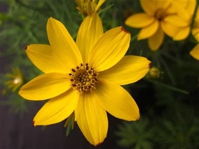 coreopsis moonbeam A-Z Landscaping Ridgefield CT