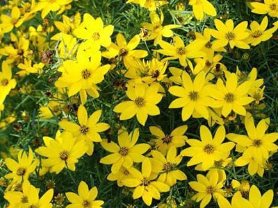 coreopsis moonbeam2 A-Z Landscaping Ridgefield CT
