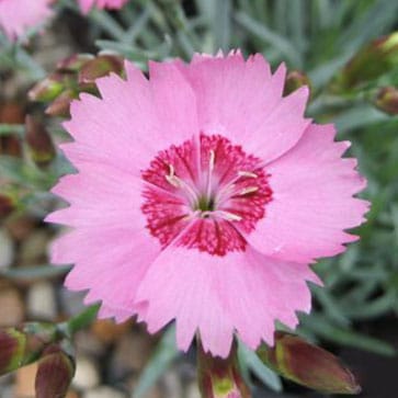 dianthus allwoodii A-Z Landscaping Ridgefield CT
