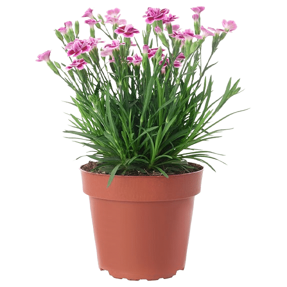 dianthus potted plant carnation Dianthus Arctic Fire A-Z Landscaping Ridgefield CT