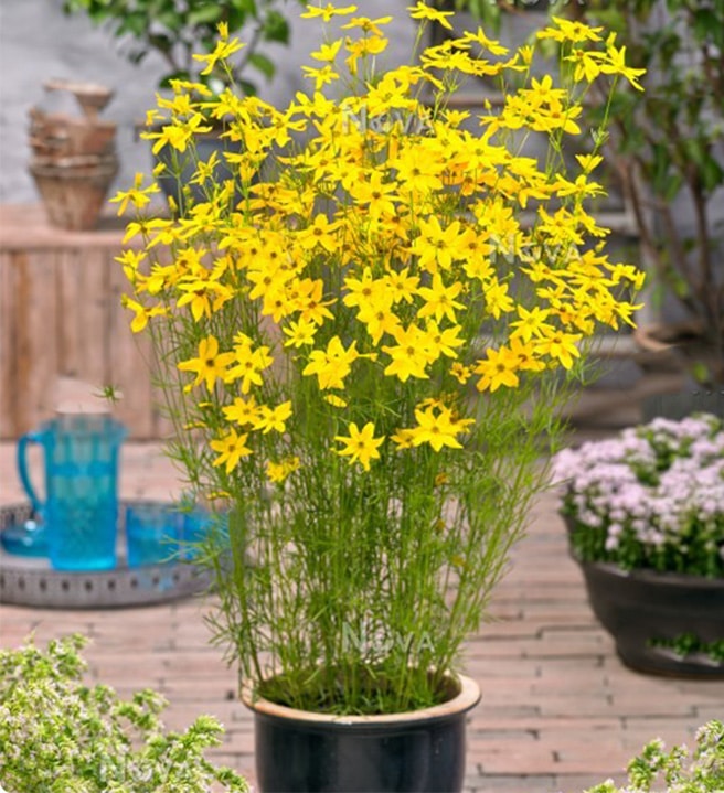 uses of coreopsis moonbeam A-Z Landscaping Ridgefield CT