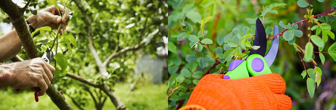 What is Pruning Importance and Benefits of Pruning image 1 Pruning A-Z Landscaping Ridgefield CT