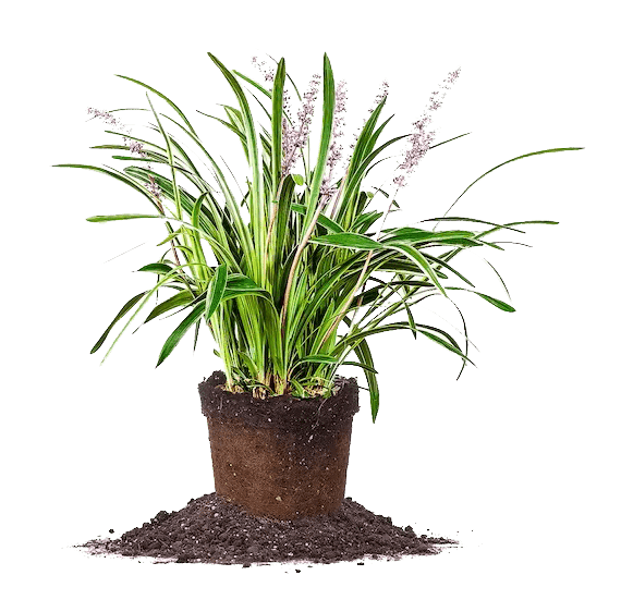perennials liriope spicata img9 min A-Z Landscaping Ridgefield CT