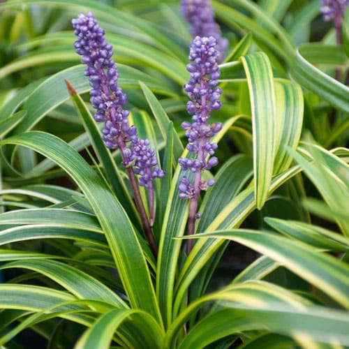 Liriope Variegated A-Z Landscaping Ridgefield CT