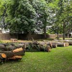 A group of trees that have been cut down in a park.