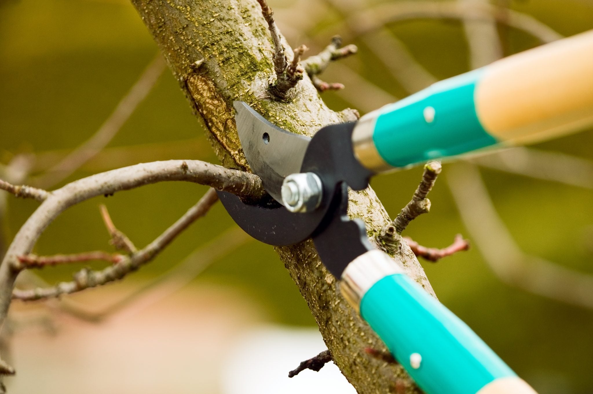 Pruning Tree for Health and Beauty