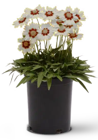 Uses of Dianthus Artic Fire In Your Home