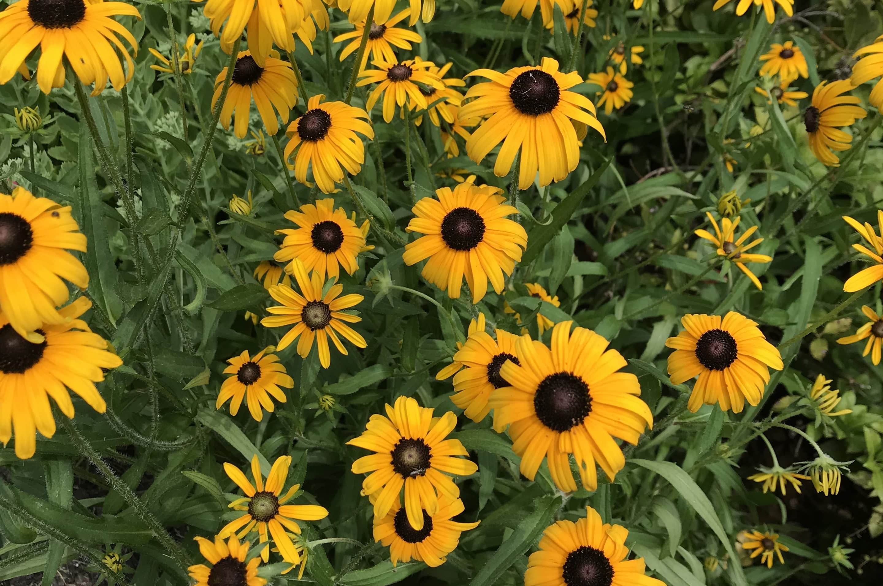 A cluster of yellow coneflowers with dark brown centers grows among green leaves in an outdoor garden setting.
