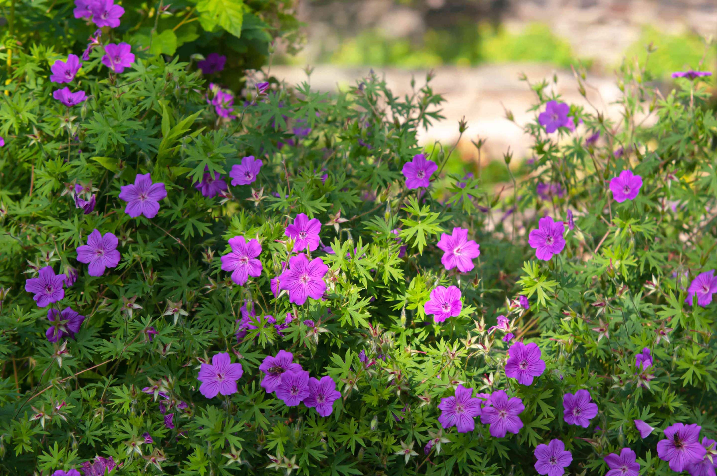 A dense cluster of green foliage with numerous small, purple flowers in bloom, growing outdoors in natural sunlight.