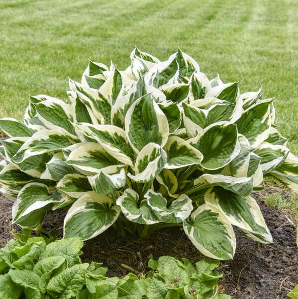 A variegated hosta plant with green and white leaves grows in a garden bed, with a grassy lawn in the background.