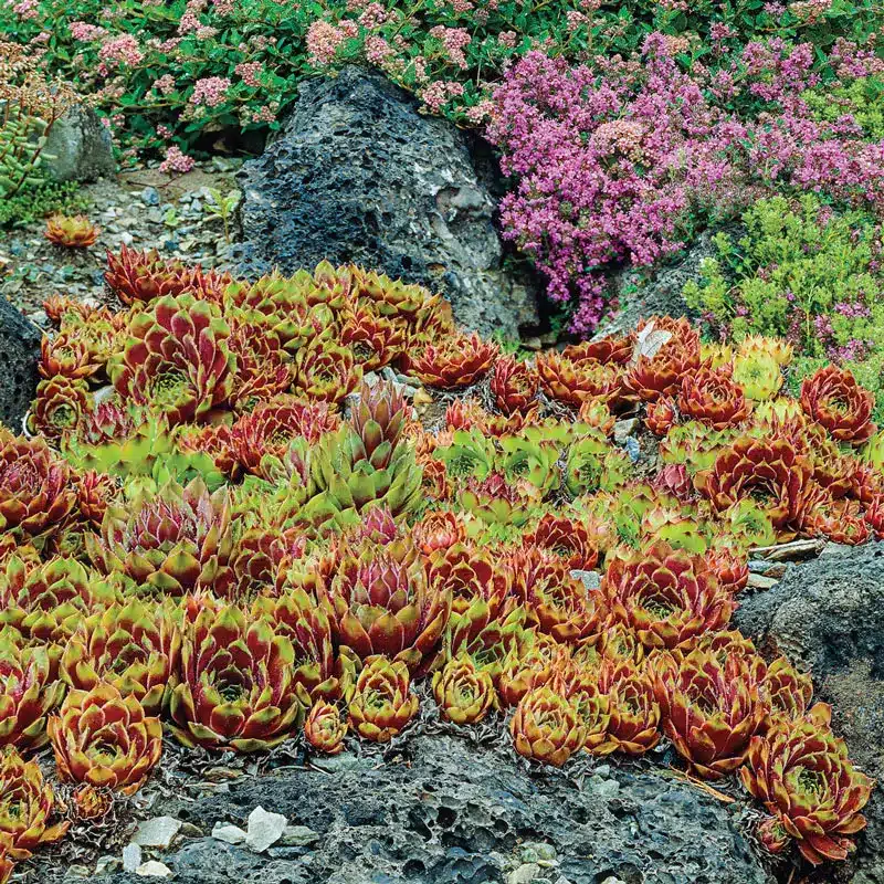 Cluster of red and green succulents growing among dark rocks, with flowering pink plants in the background.