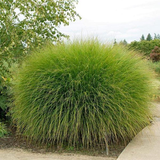 Large, dense clump of ornamental grass with long, thin green blades growing beside a concrete path in a landscaped outdoor area.