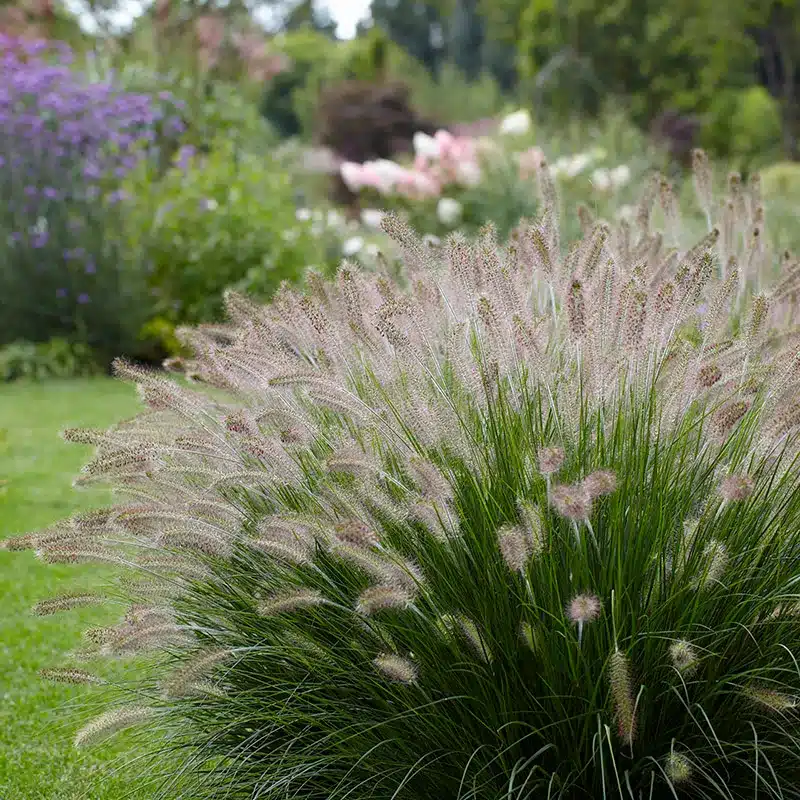 Dianthus - Firewitch